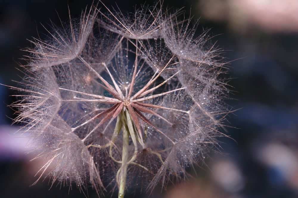 Similar – Image, Stock Photo dandelion flower plant