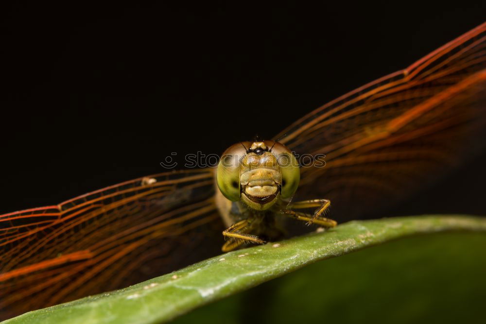 Similar – Image, Stock Photo I can last longer! Nature