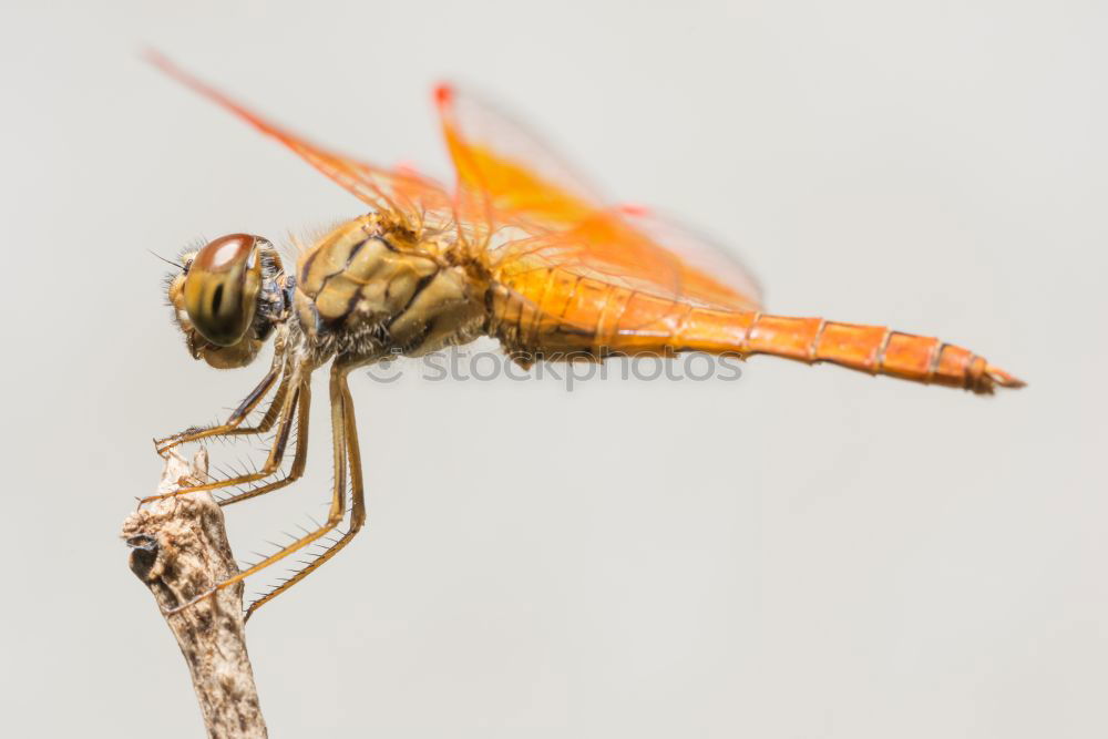 Image, Stock Photo Sympetrum meridionale (male) N°2