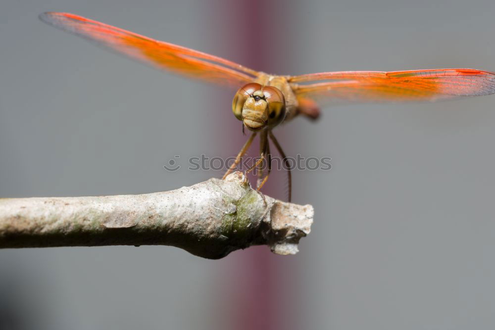 Similar – No escape | dead dragonfly hangs in spider web