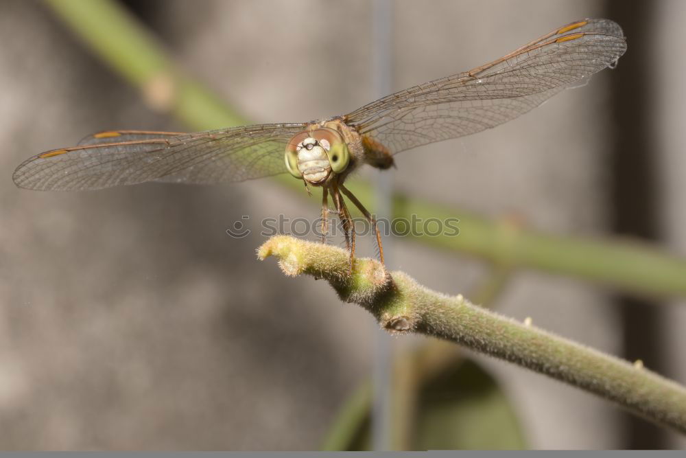 Similar – dragonfly Dragonfly Insect