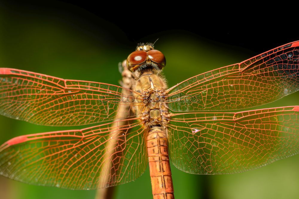 Similar – Image, Stock Photo Sympetrum meridionale (male) N°2