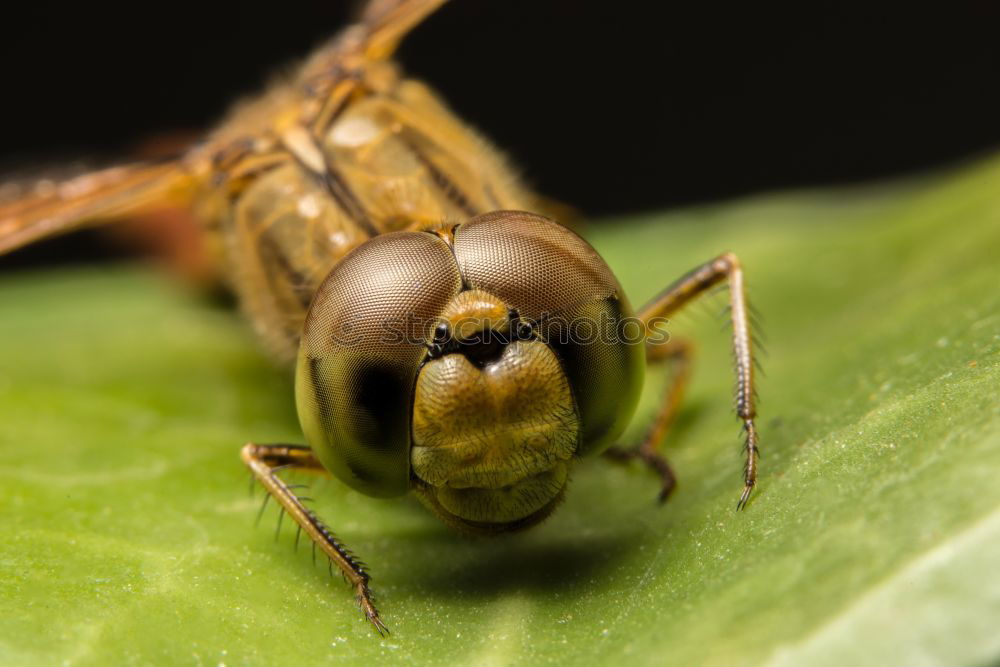 Similar – Little hoverfly in a green garden