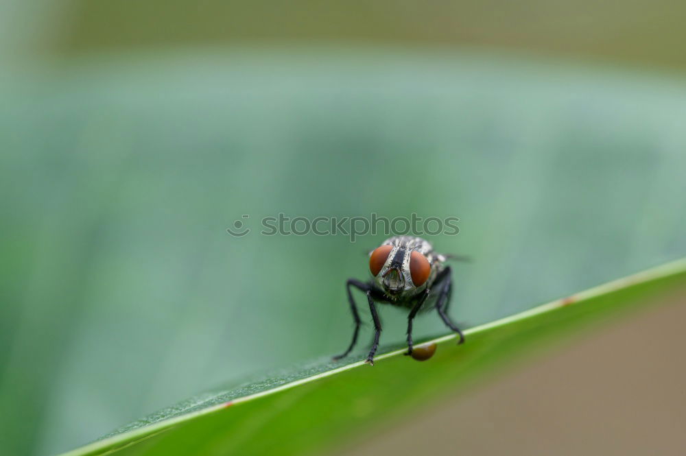 Similar – fly on reed leaf Spring