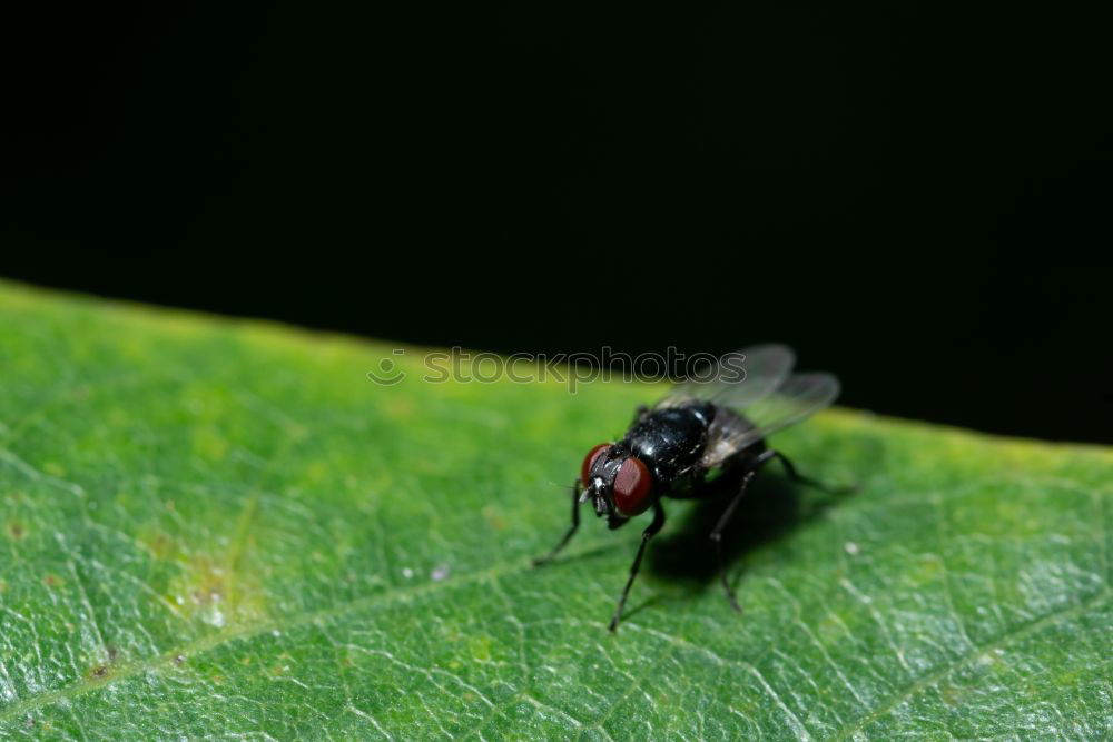 Similar – fly Insect Compound eye