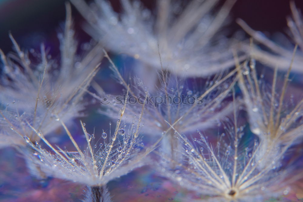 Similar – Foto Bild Sterne Natur Pflanze schön