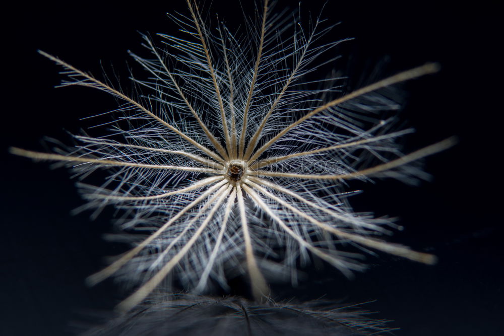 Similar – Landed Dandelion Plant