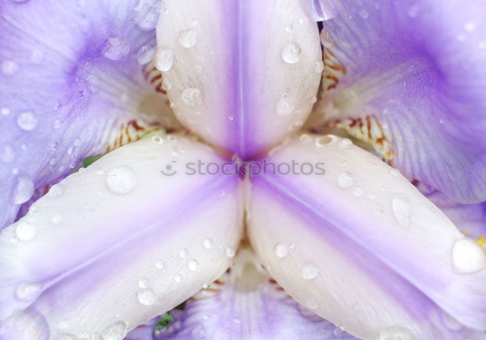 Similar – Foto Bild Frühlingsbotin Hyazinthe