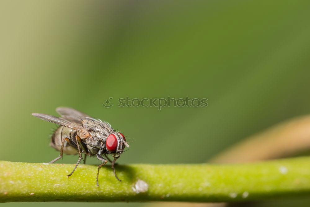 Similar – fly on reed leaf Spring