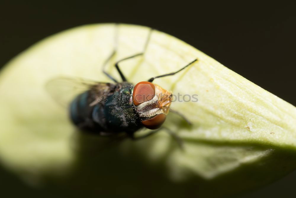 Similar – Image, Stock Photo Ant_Macro Animal 1 Eating