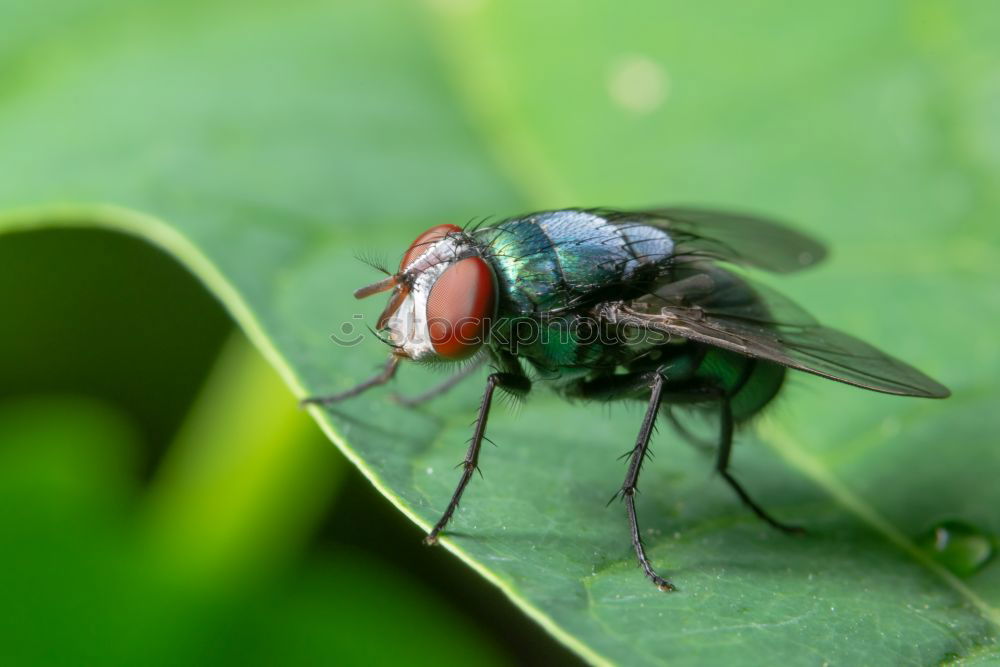 fly on reed leaf Spring