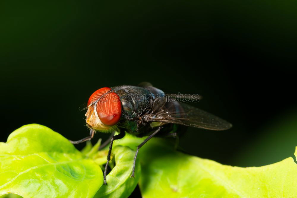 fly Insect Compound eye