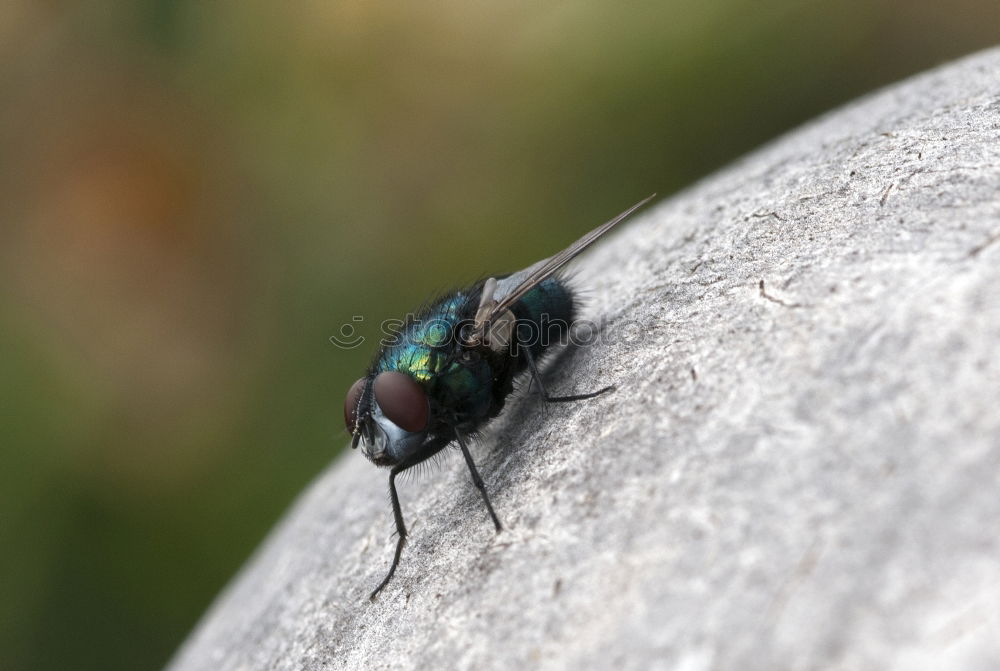 monster Beautiful Climbing