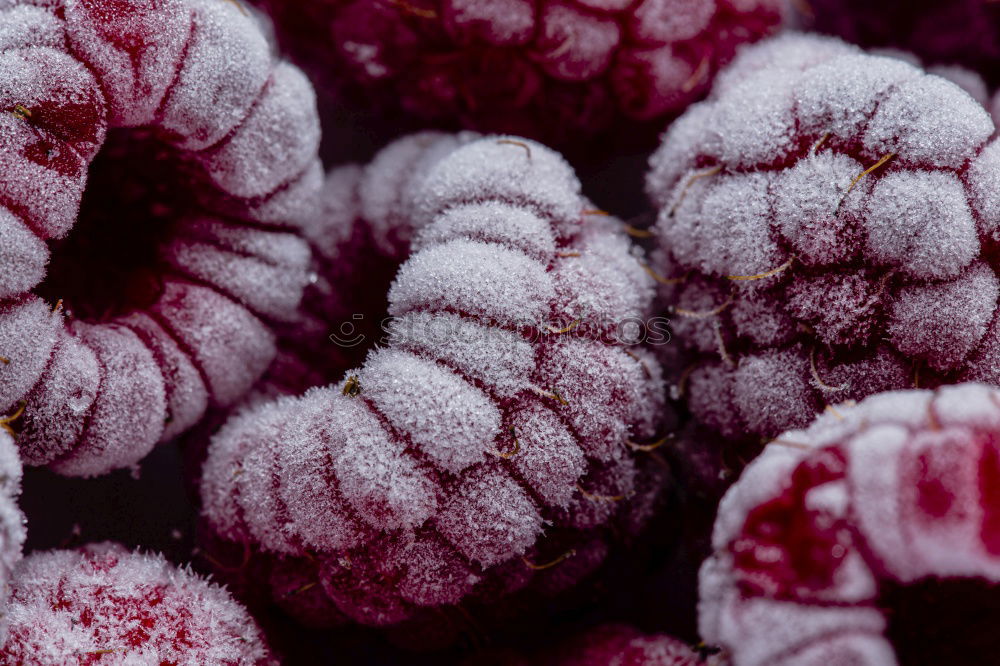 Similar – Image, Stock Photo Frozen blackberry Food