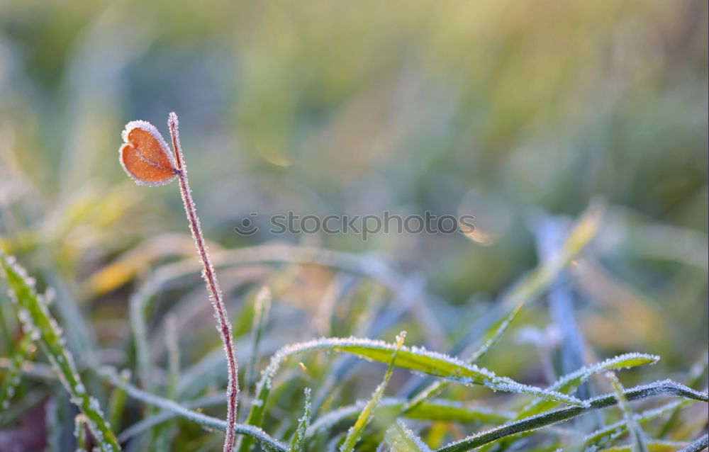 Similar – Image, Stock Photo … right next to the pear tree