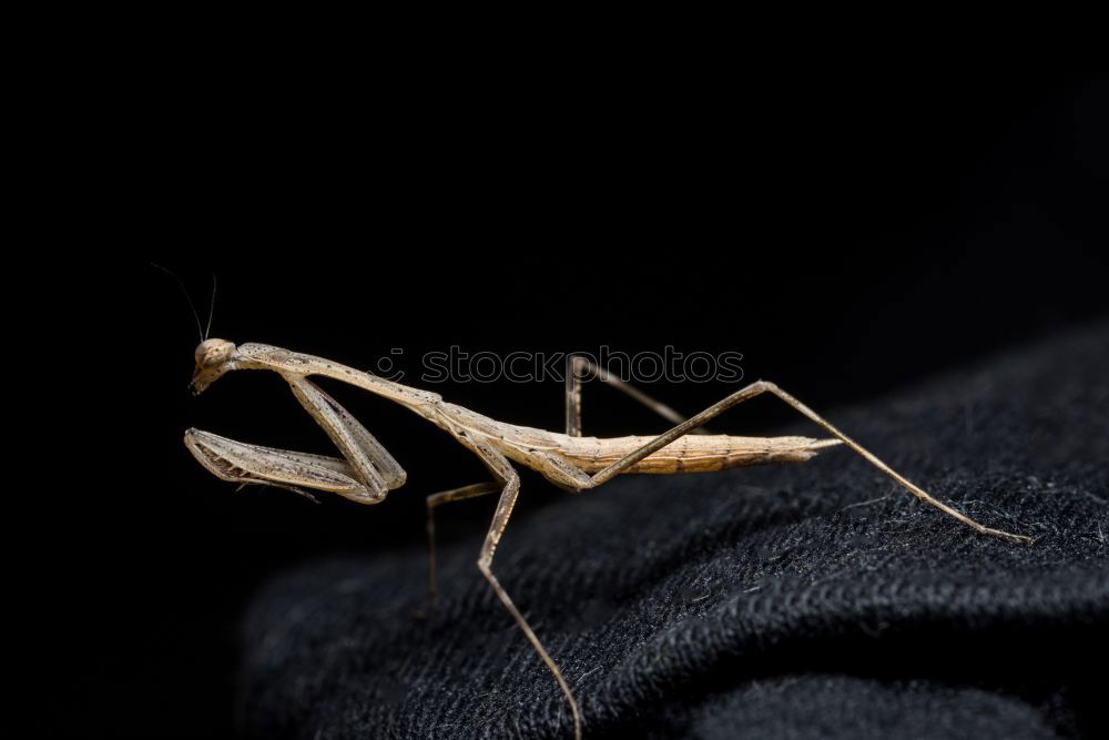 Similar – Macro of male and female chewing louse