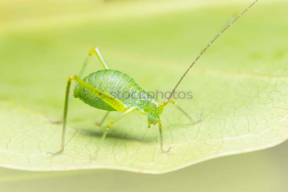 Similar – Beetle in green Antenna