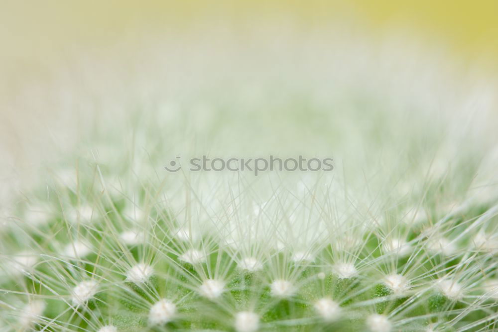 Image, Stock Photo water lily White Green