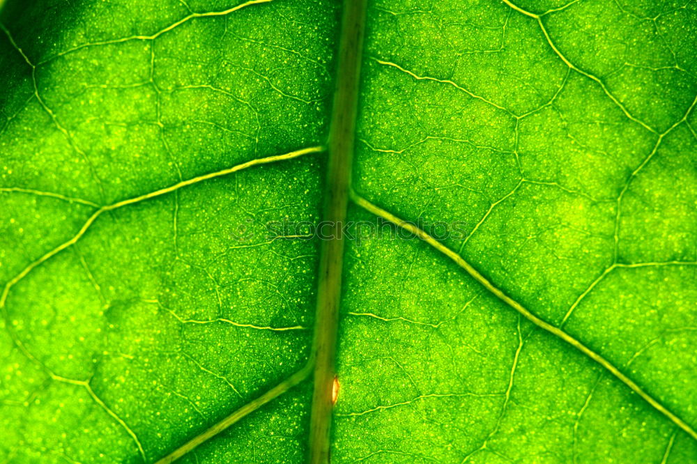 Similar – Foto Bild Grün mit rotem Hindernis