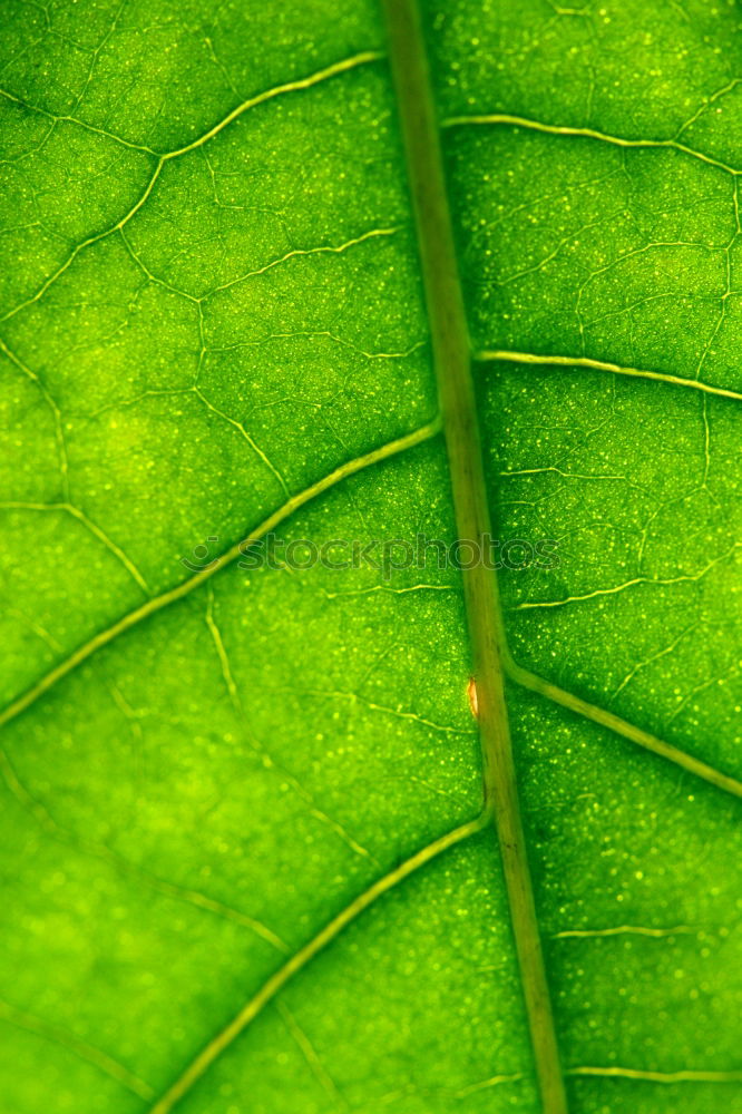 Similar – Green Topology Plant Leaf