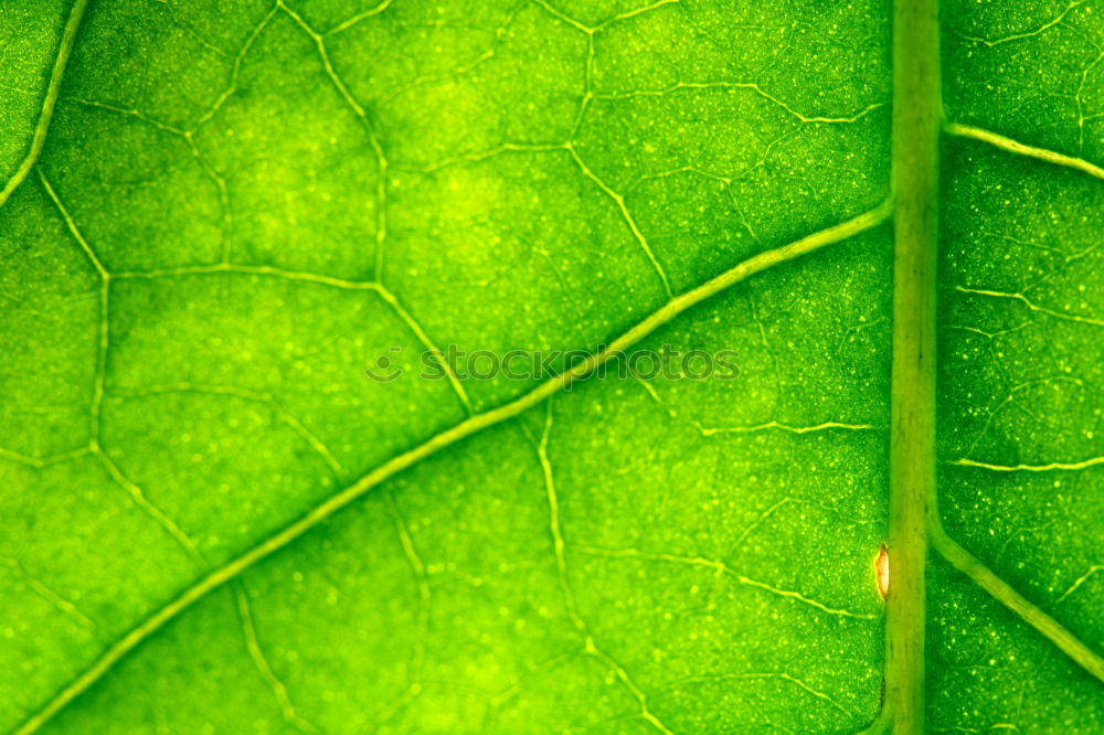 Similar – Sheet I Leaf Green Window