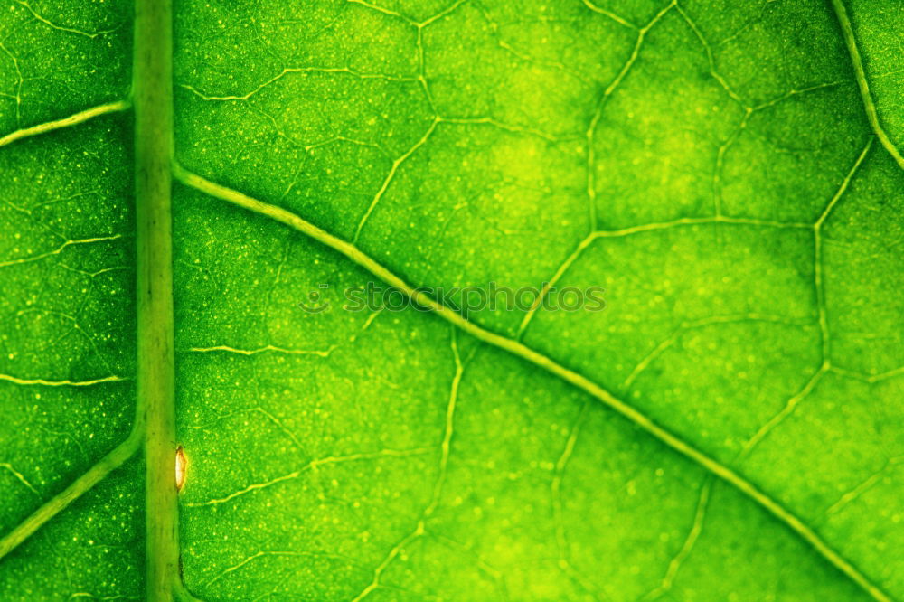 Similar – Sheet I Leaf Green Window