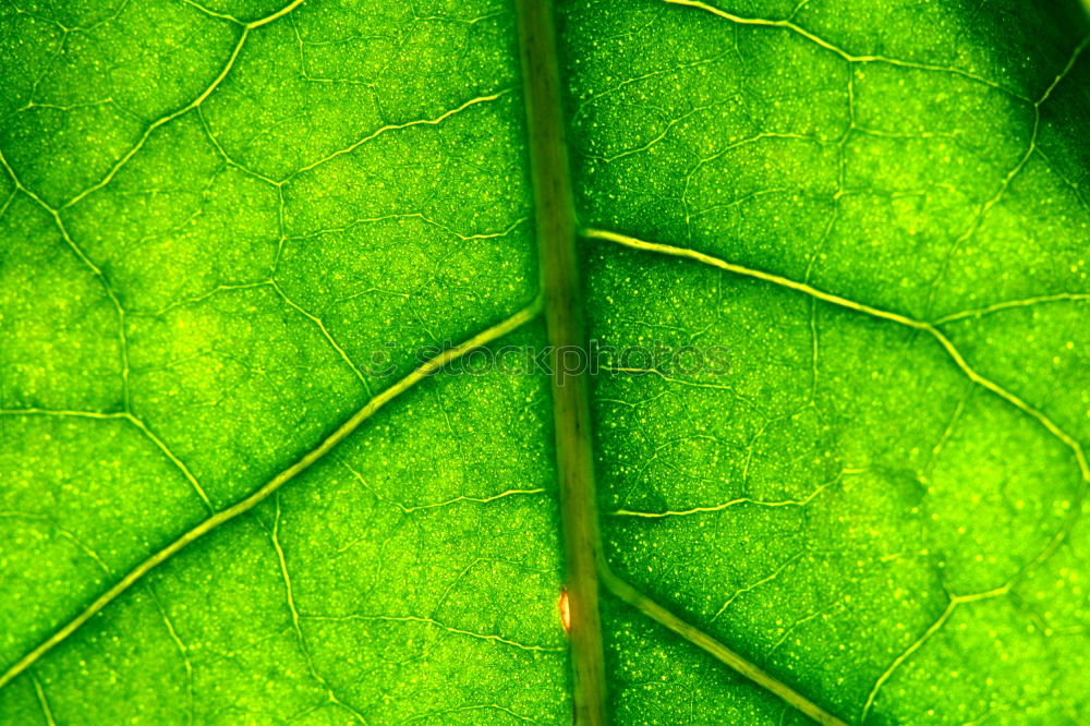 Similar – Foto Bild Grün mit rotem Hindernis