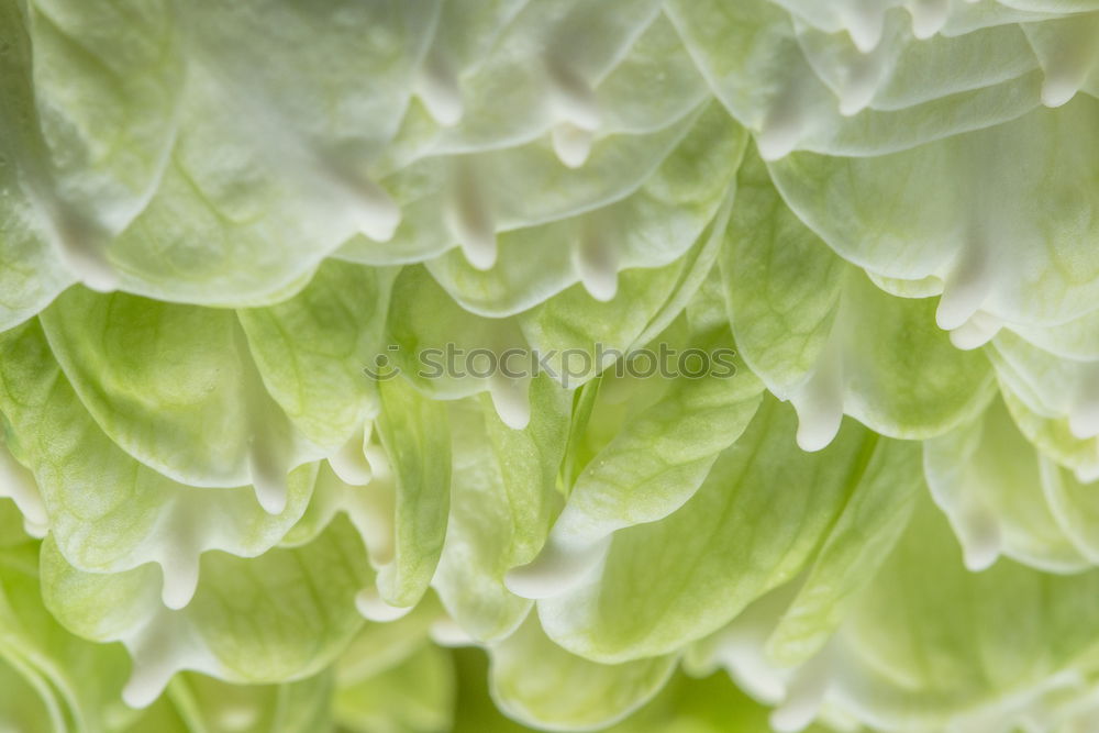 Similar – salad ready Lettuce