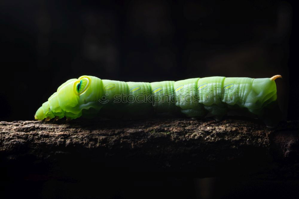 Similar – Image, Stock Photo Pumpking in a pile of trunks