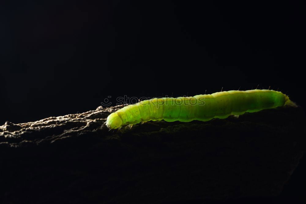 Similar – Käfer grün und blau Wanze