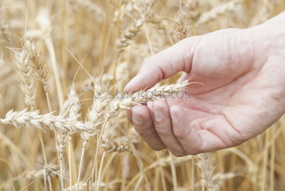 Similar – Image, Stock Photo barley Beautiful