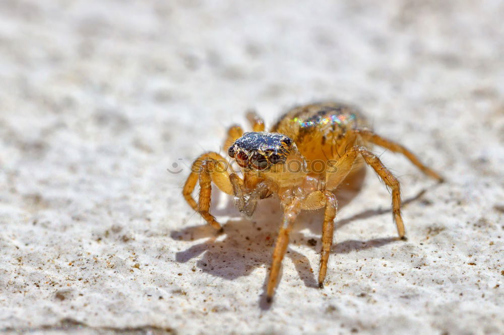 hairy hops Spider Stripe