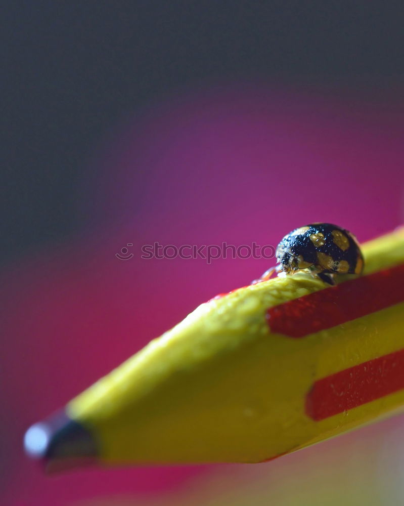 Similar – Image, Stock Photo ladybugs Environment