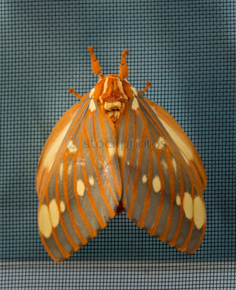 Similar – Image, Stock Photo Moth Wall (building)