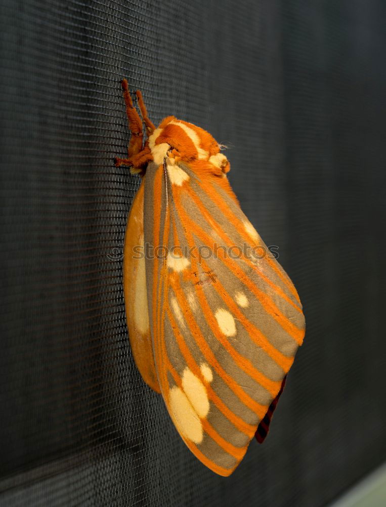 Similar – Image, Stock Photo Moth Wall (building)