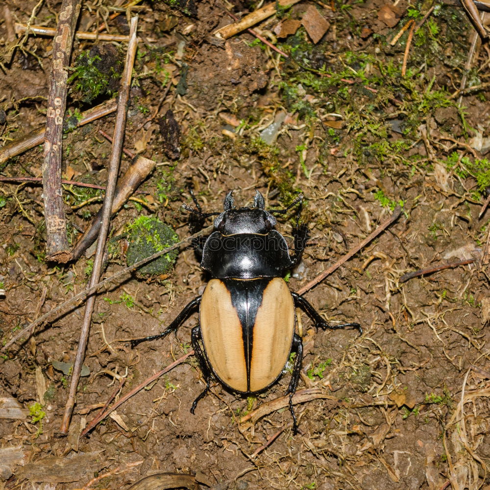 beetles in the forest