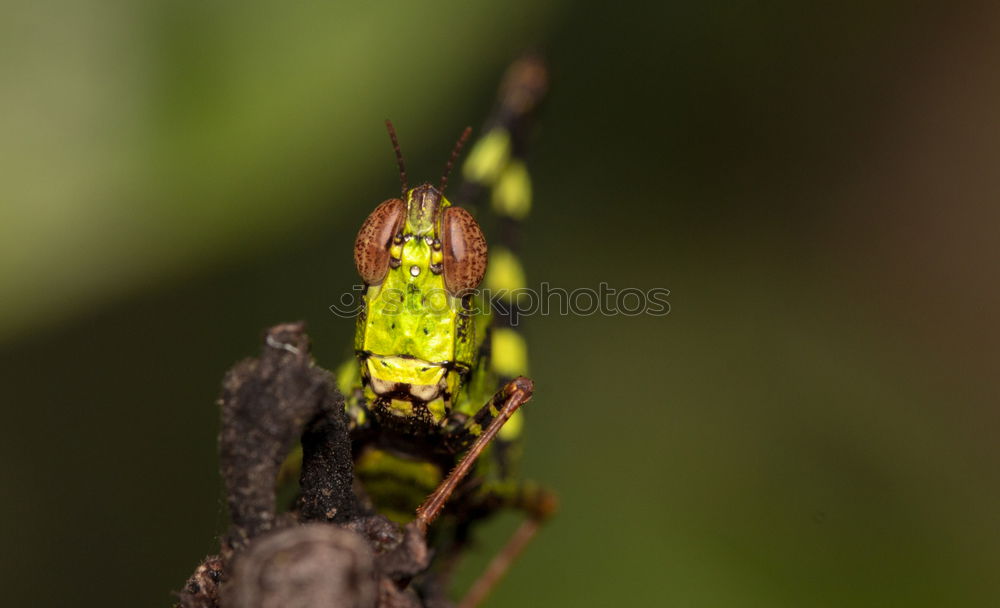 Similar – Prince? Animal Frog Brown