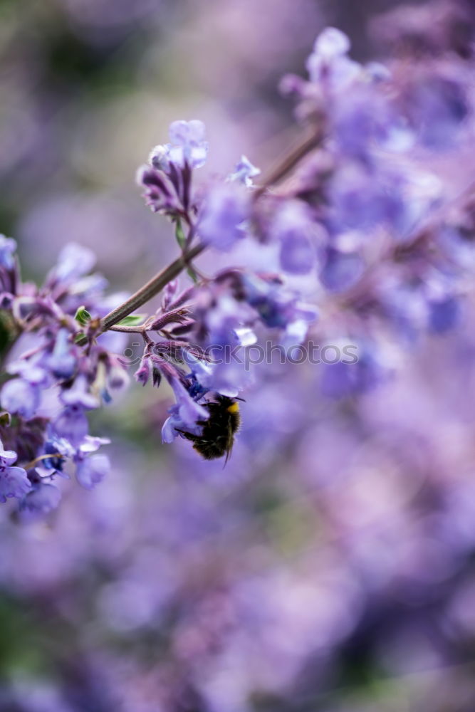 Similar – Garden crocus, bumblebee, crocus, crocus, vernus,