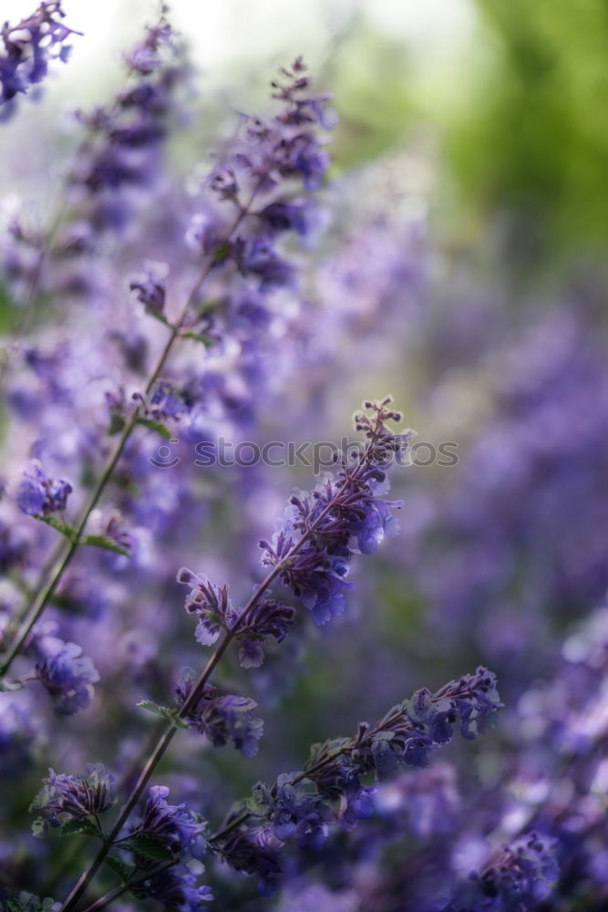 Similar – Wolf in purple II Plant