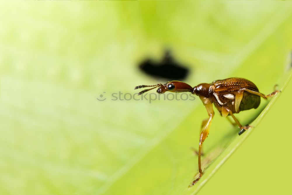 Image, Stock Photo grey meat fly Fly 2 Animal