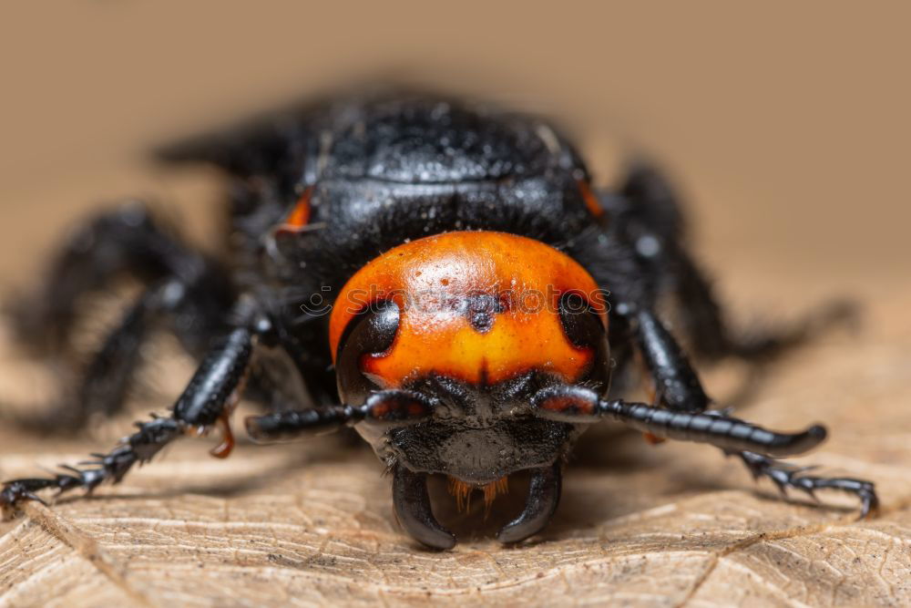 Similar – Image, Stock Photo Stinging hornet buttocks ( Vespa crabro )_02