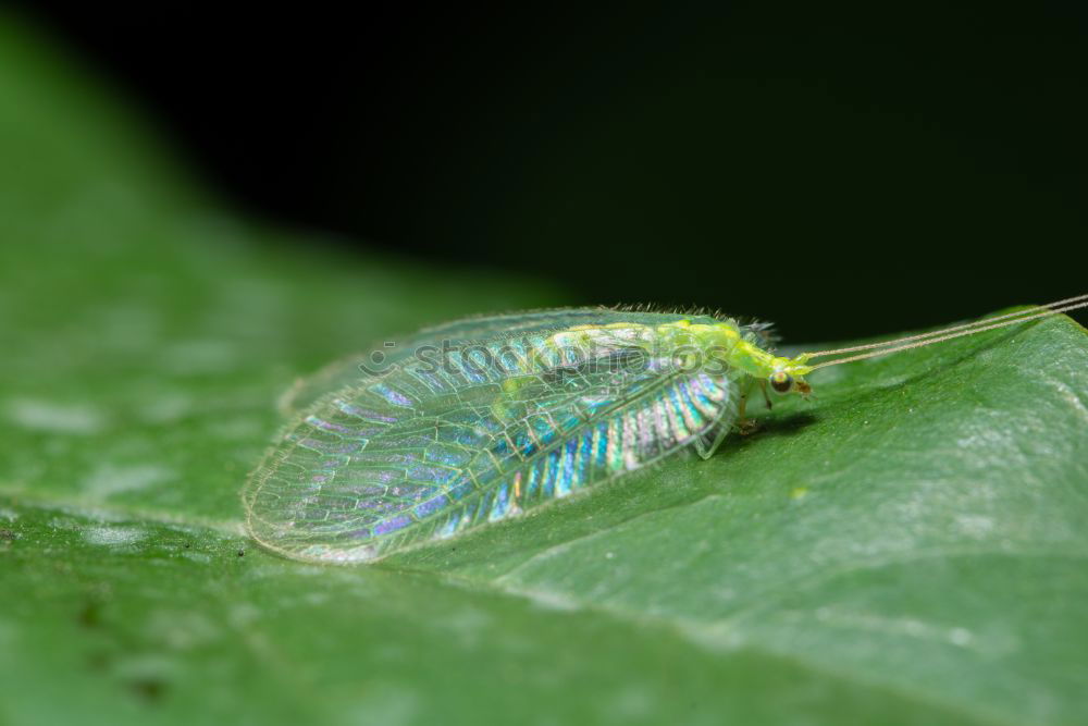 Similar – Raupe der Pyramideneule ( Amphipyra pyramidea )