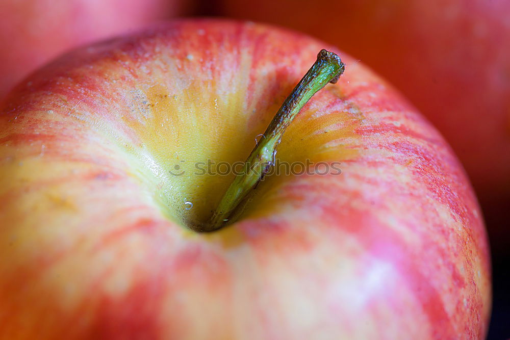 Apple on a branch Fruit