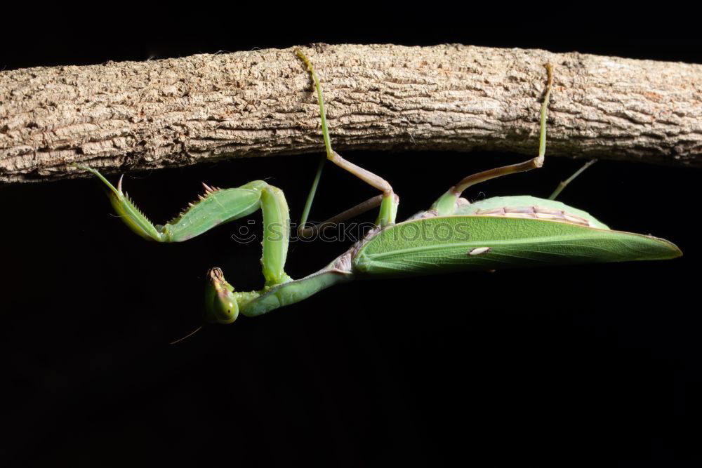 Similar – Foto Bild Aechse Costa Rica Gecko