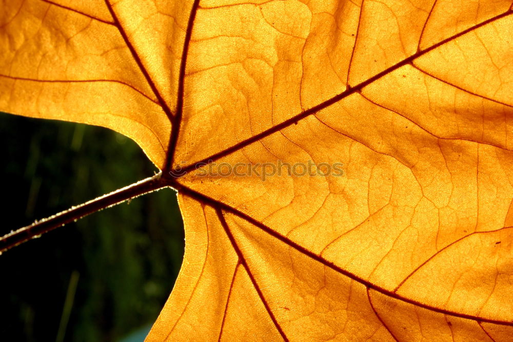 Similar – Image, Stock Photo gold leaf Nature Plant