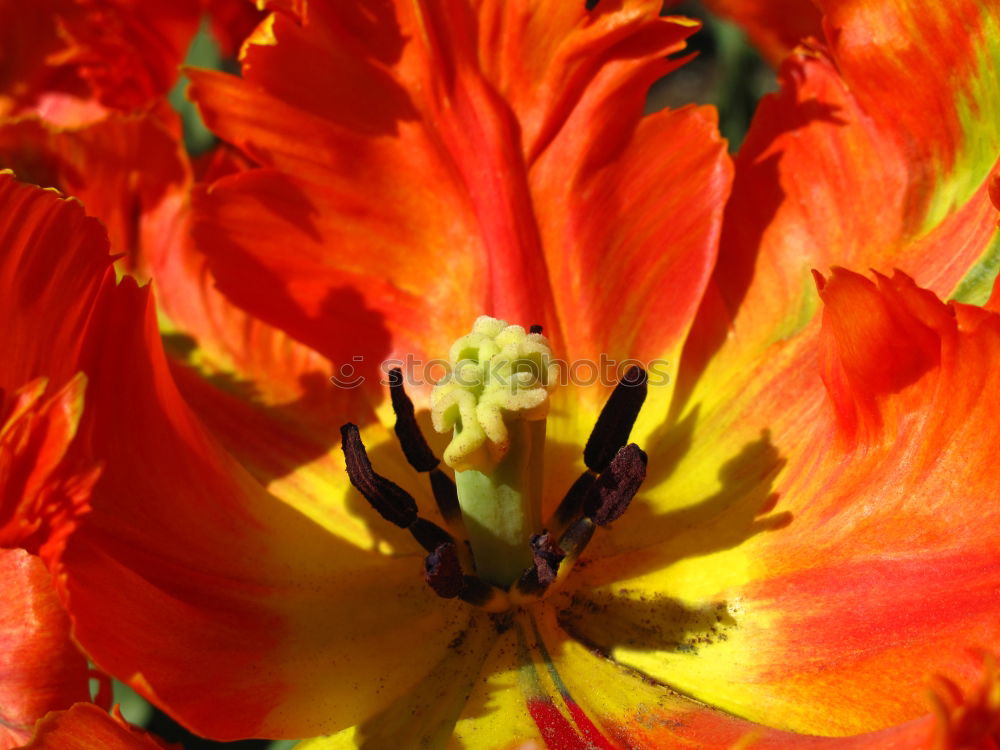 Similar – tulips Tulip Flower