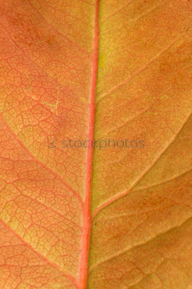 Similar – autumnleaf Beautiful