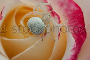 Similar – Image, Stock Photo fresh fruit Winter Ice