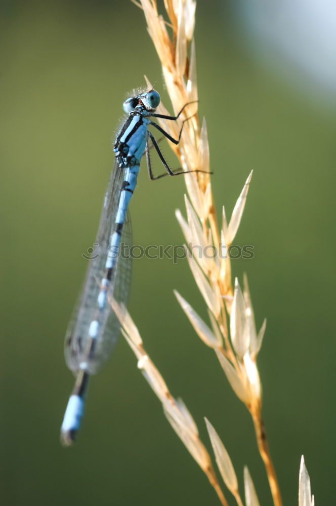 Similar – Image, Stock Photo Dragonfly SEX Animal