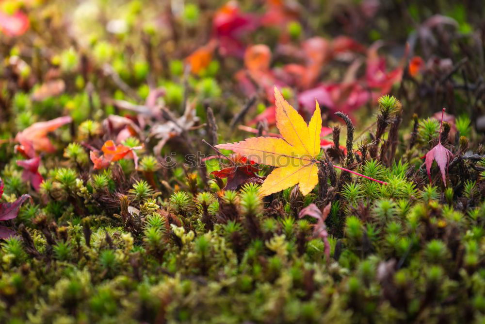 Similar – Image, Stock Photo rainy II Plant Autumn